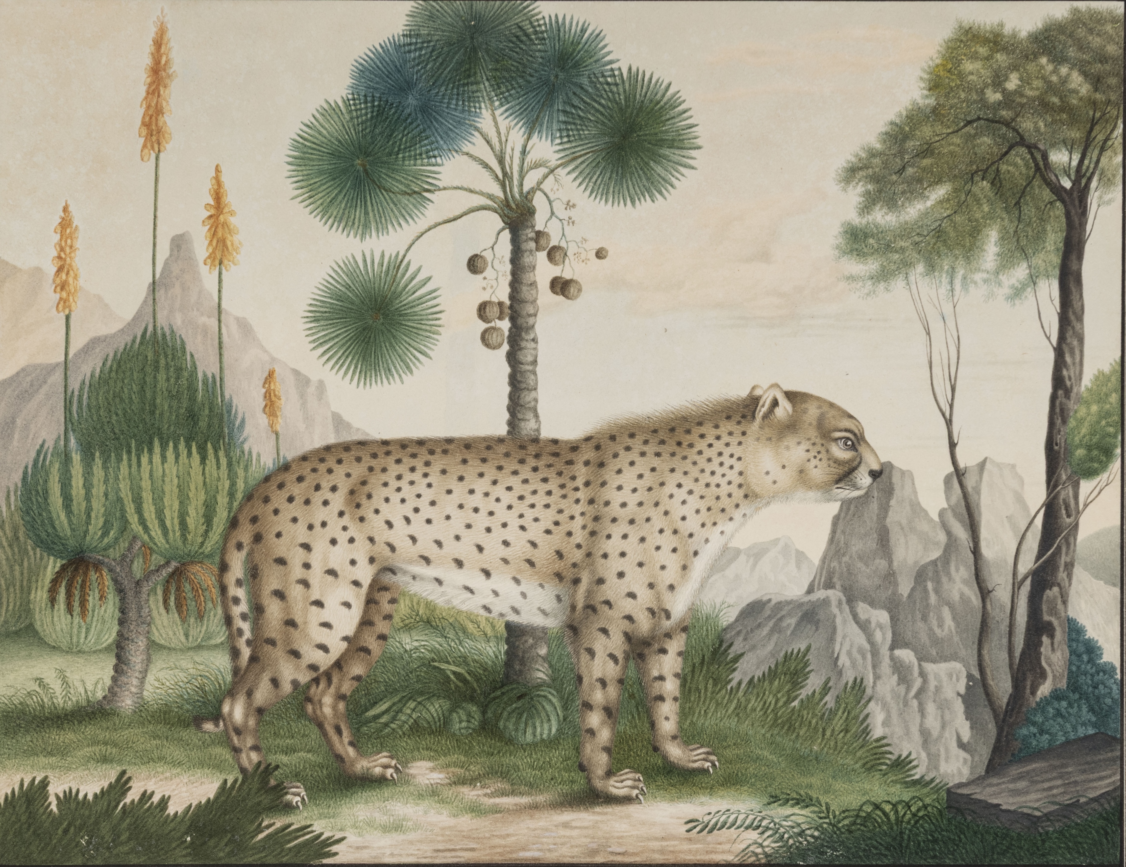 A Cheetah (Acinonyx jubatus)